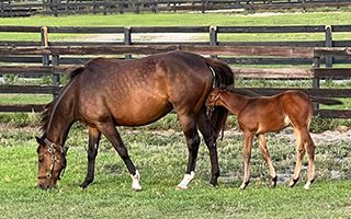 Our Horses - Homepage photo